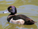 Tufted Duck (WWT Slimbridge June 2009) - pic by Nigel Key